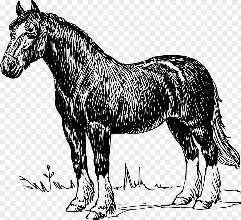 Cheval Shire Horse Clydesdale Percheron Stallion Draft PNG