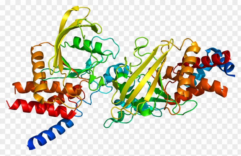 PTPRB Protein Tyrosine Phosphatase Gene VE-cadherin Angiopoietin PNG