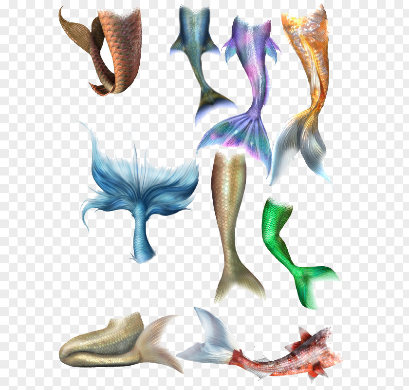A Wide Variety Of Fish Tail Poster PNG
