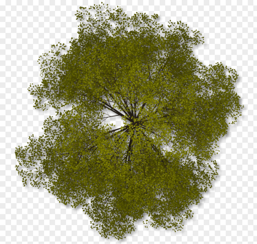 Arboles Tree Plan Clip Art PNG