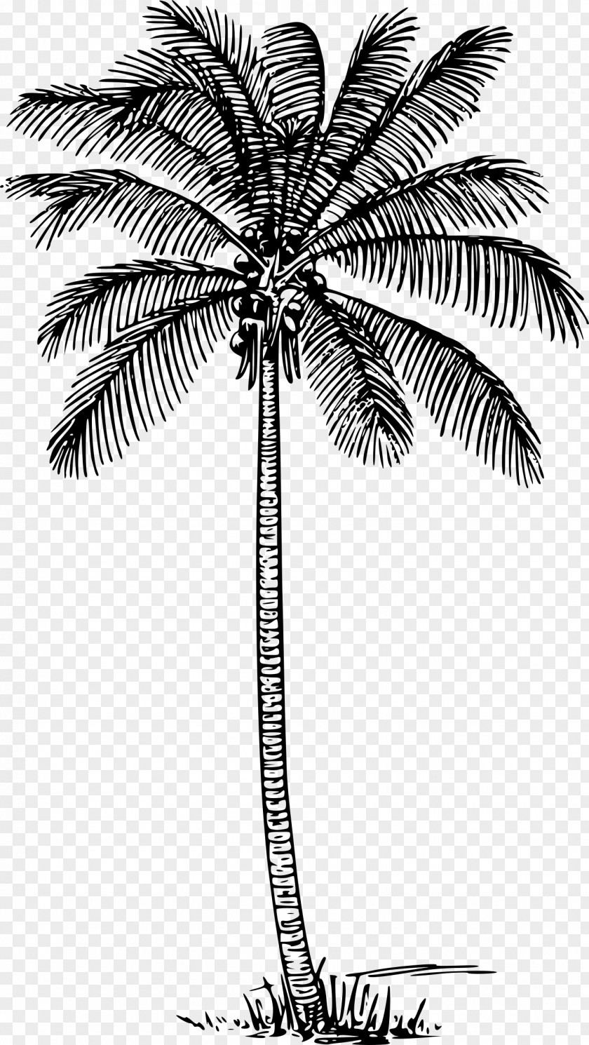 Coconut Leaves Material Arecaceae Tree Brahea Armata Clip Art PNG