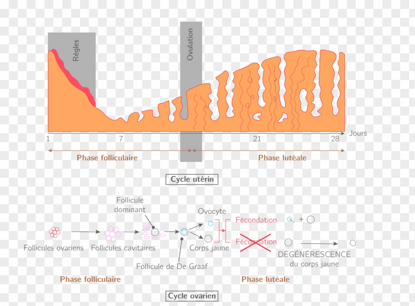 Hypothalamus Menstrual Cycle Menstruation Ovarian Follicle Endometrium Ovulation PNG