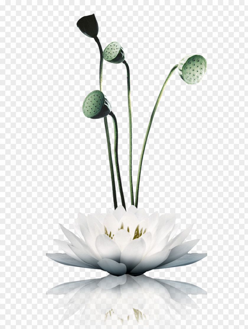 Lotus Nelumbo Nucifera White Download PNG