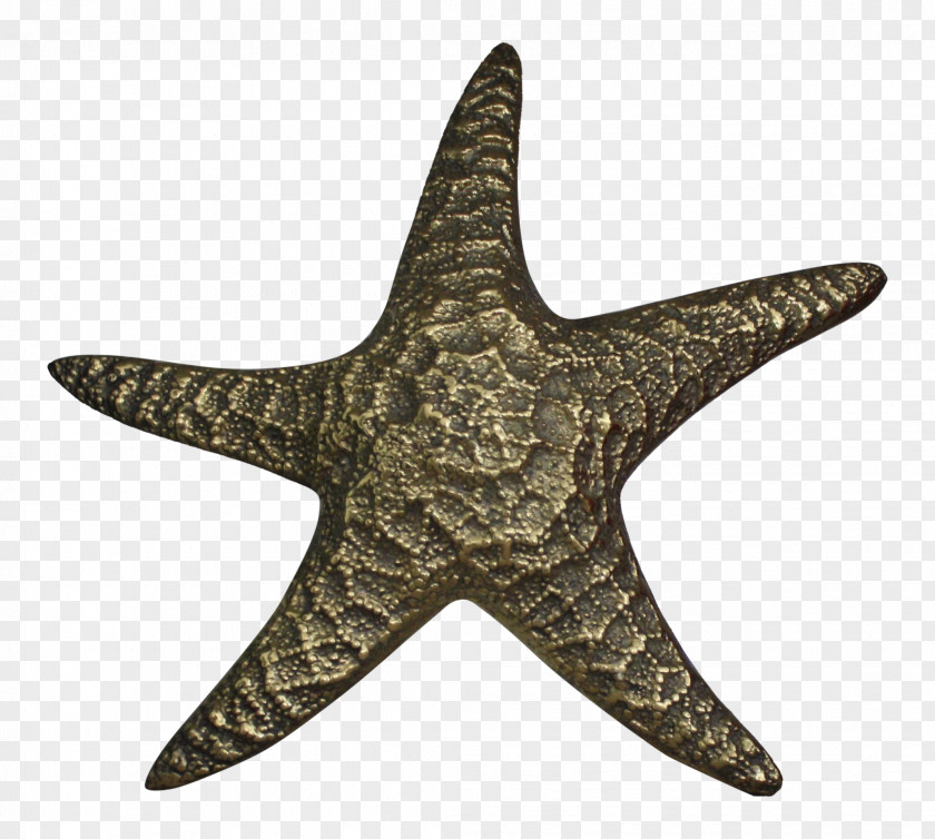 Starfish Symbol Embroidered Patch Clothing Amazon.com Sports PNG