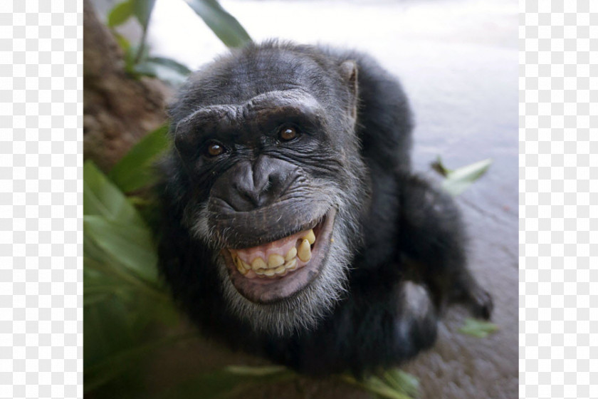 Chimpanzee Common Primate Ape Gorilla Bonobo PNG