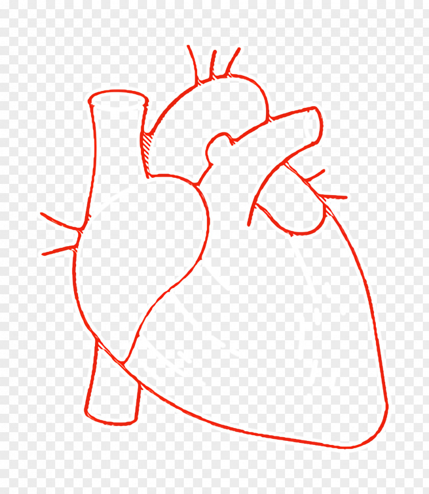 Human Anatomy Icon Heart PNG
