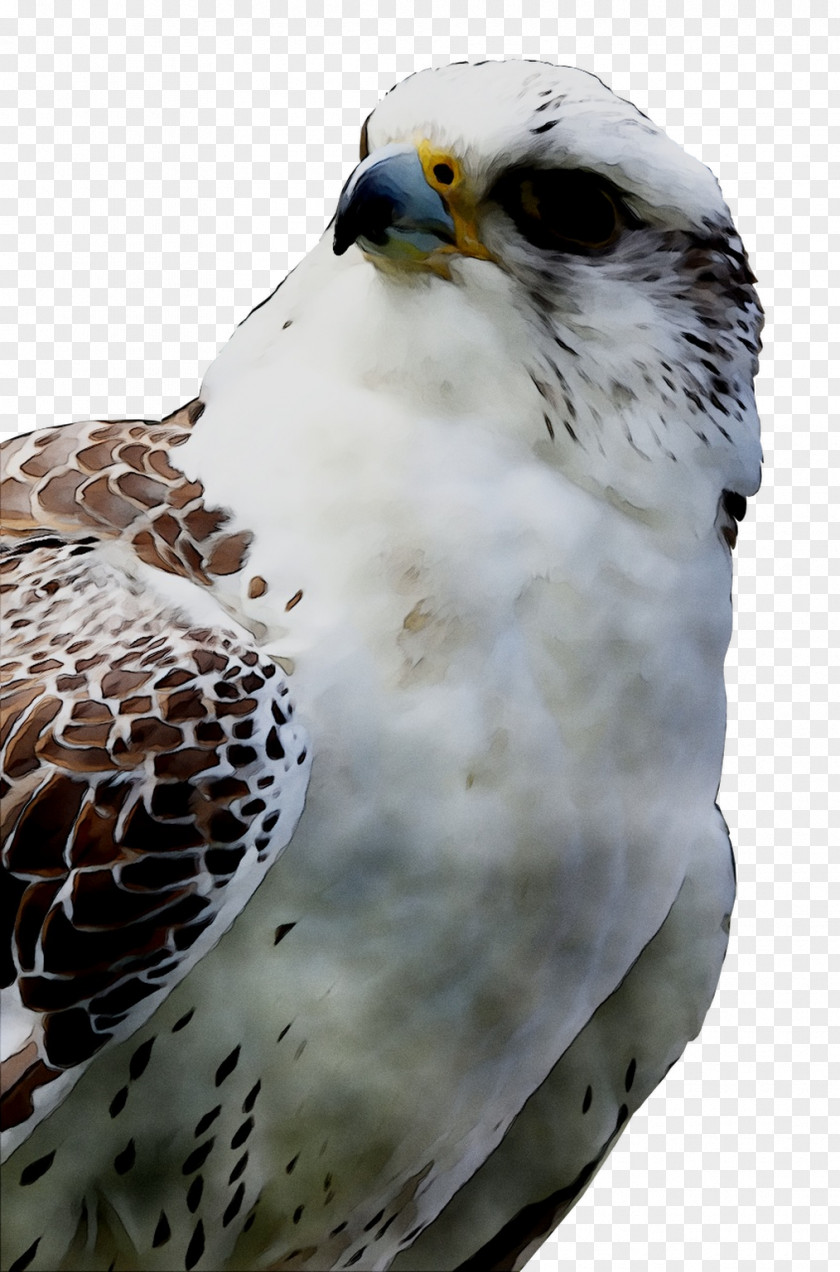 Owl Beak Fauna Hawk Feather PNG
