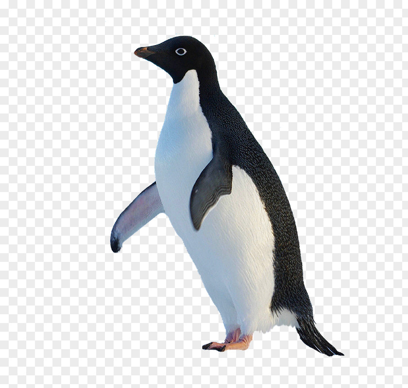 Pretty Penguins King Penguin Original PNG