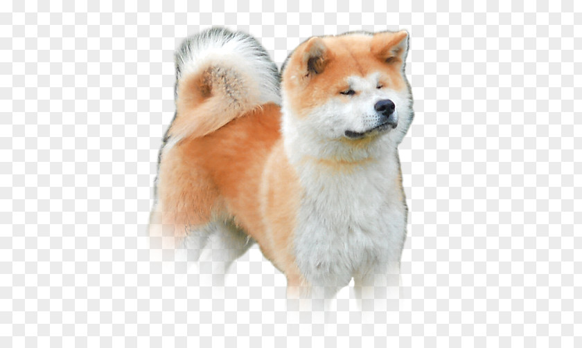 Akita Shiba Inu Shikoku Sakhalin Husky Finnish Spitz PNG