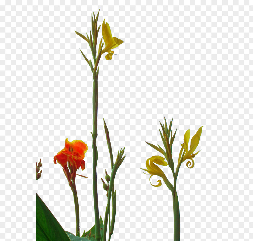 Cannabis Pictures Canna Indica Flower PNG