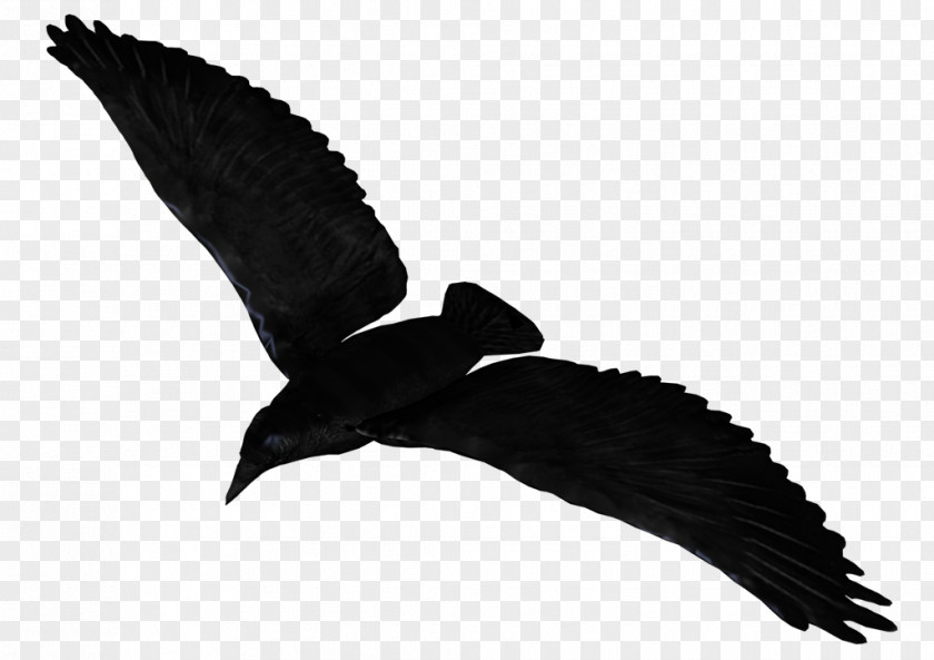 Common Raven Flight Clip Art PNG