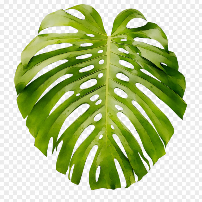 Leaf Swiss Cheese Plant Art Poster Wall Decal PNG