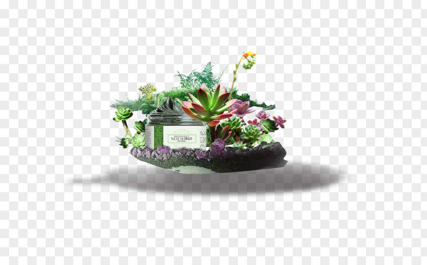 Plant Houseplant Flowerpot Download PNG