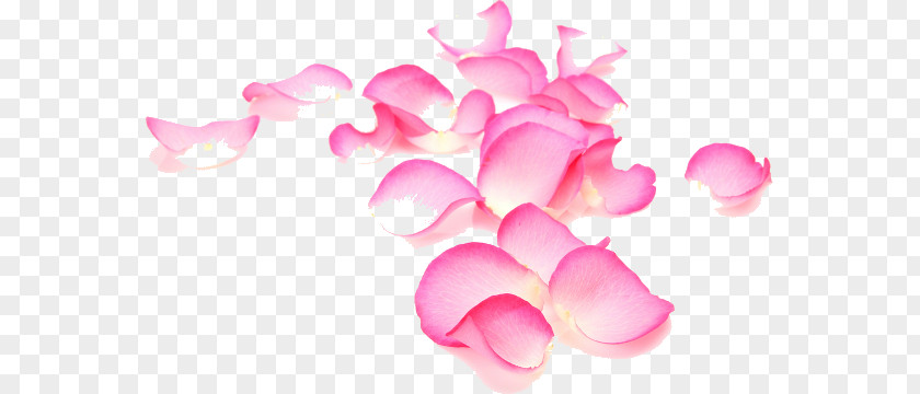 Rose Garden Roses Petal Flower Plant PNG