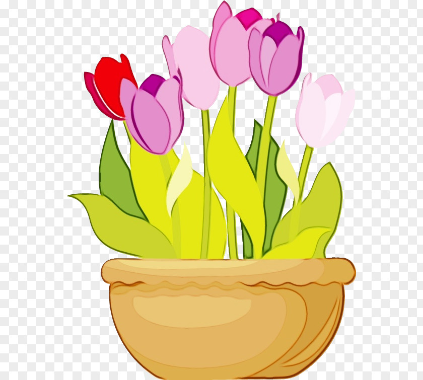 Tulip Flower Plant Cut Flowers Petal PNG