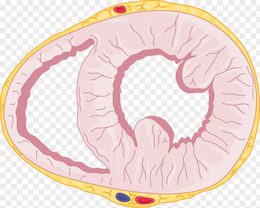 Circle Organism Pink M PNG