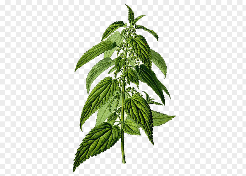 Detoxification Common Nettle Urtica Urens Herb Food Plant PNG