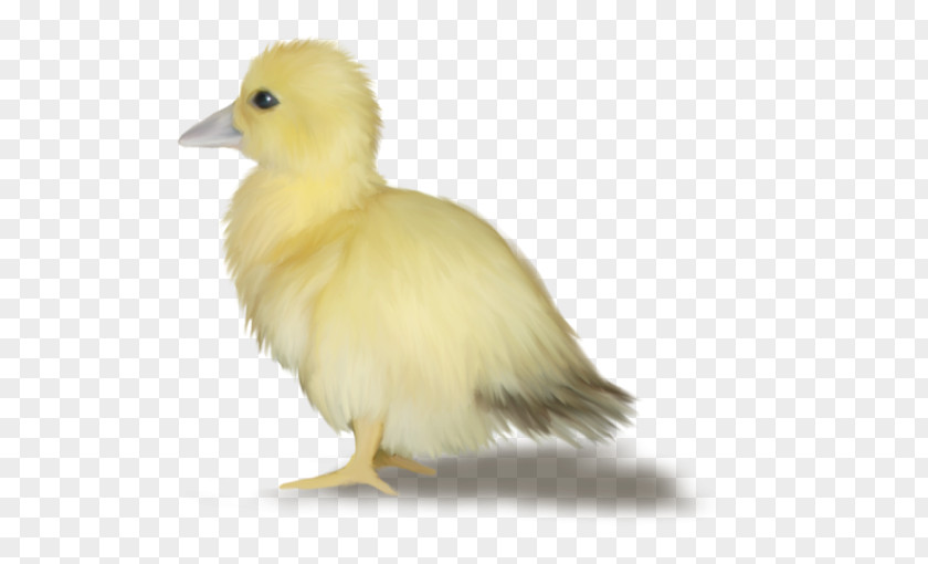 Duck Goose Easter Egg PNG
