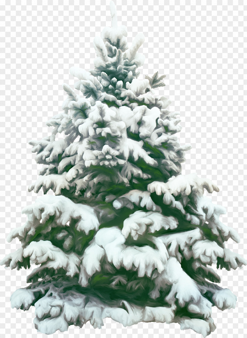 Fir-trees Christmas Picture Frames PNG