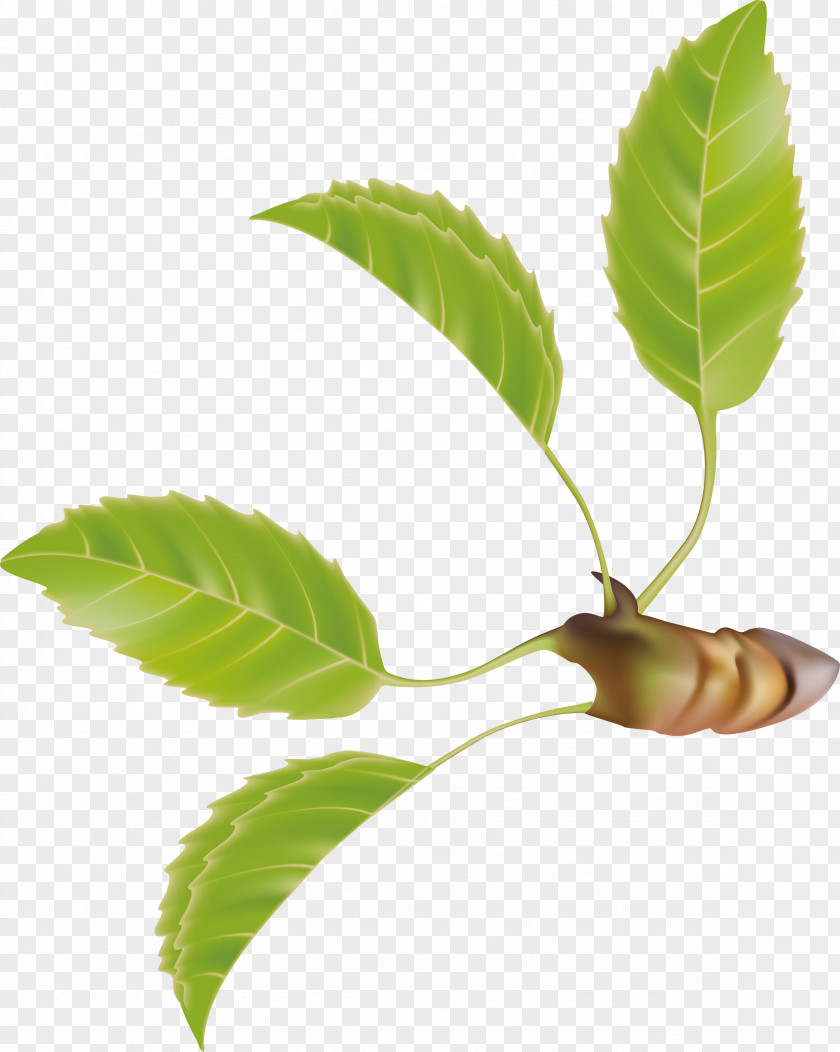 Leaf PNG