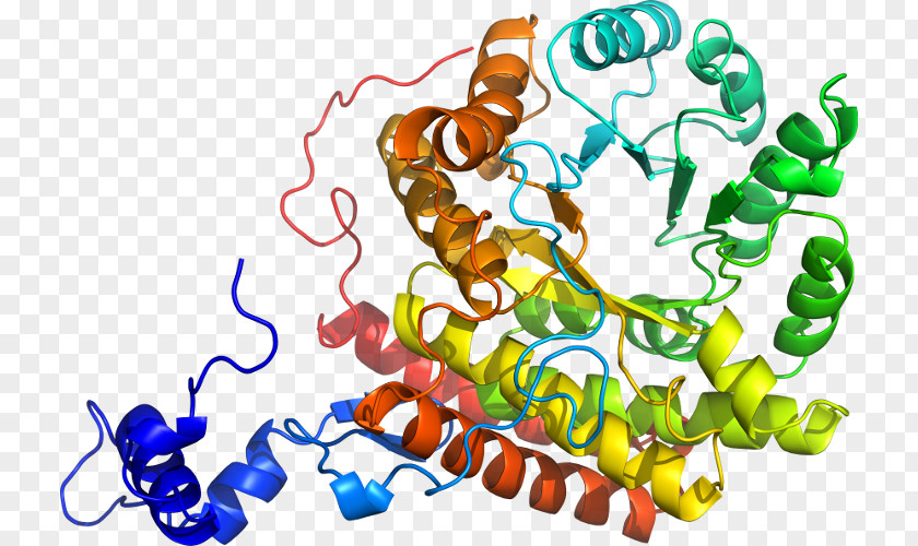 Methylmalonylcoa Mutase Art Organism Clip PNG