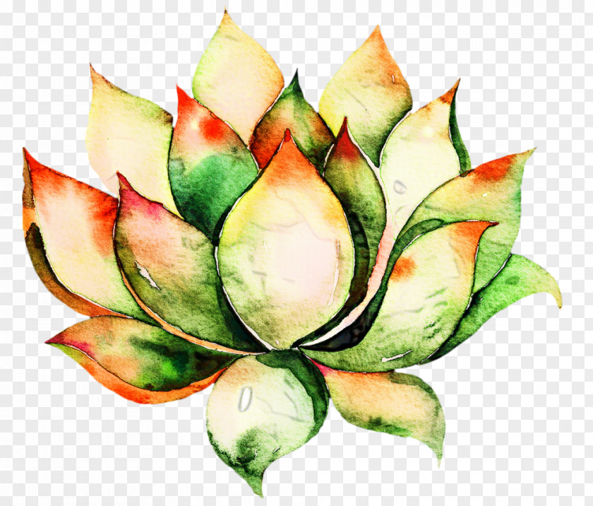 Perennial Plant Echeveria Flower Art Watercolor PNG