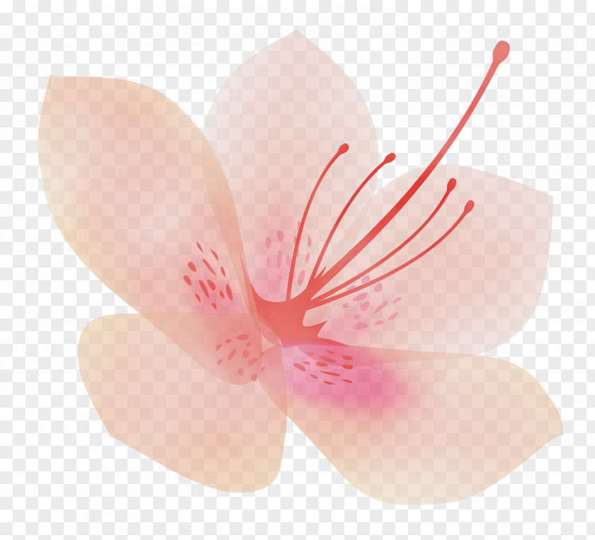 Petal Flower Pink Plant Hibiscus PNG