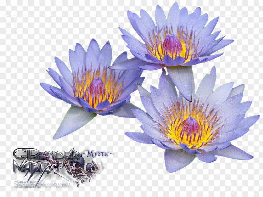 Water Lily Nelumbo Nucifera Blog Desktop Wallpaper PNG