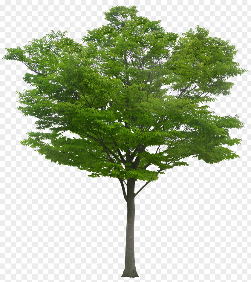 A Tree PNG
