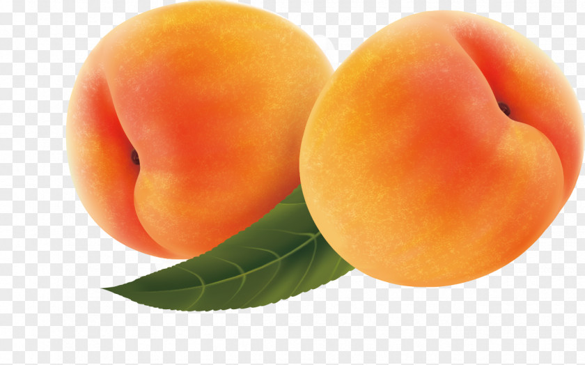 Apricot Fruit Peach PNG