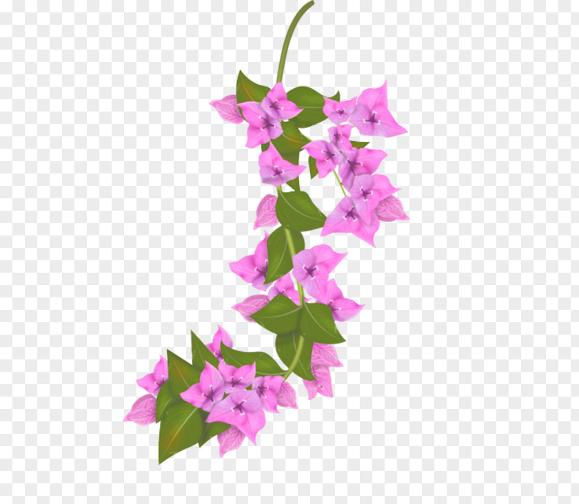 Design Petal Floral Flowering Plant Leaf PNG