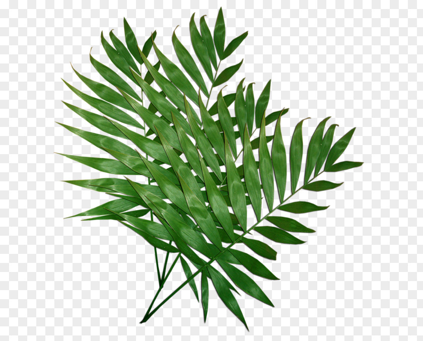 Leaf Palm Trees Clip Art And Leaves PNG