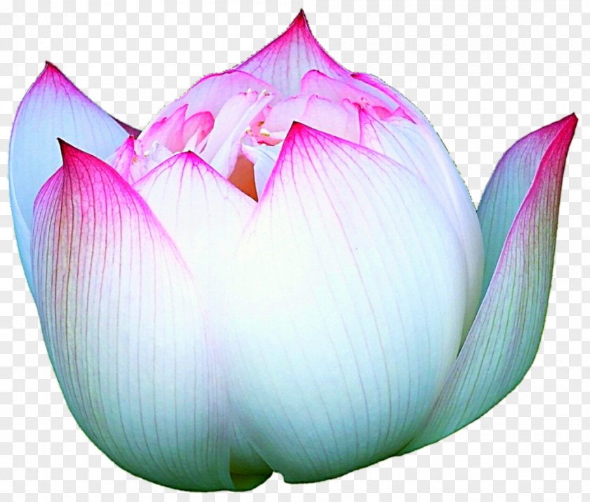 Pink Lotus In Full Bloom Nelumbo Nucifera Aquatic Plants Proteales Purple Lilac PNG
