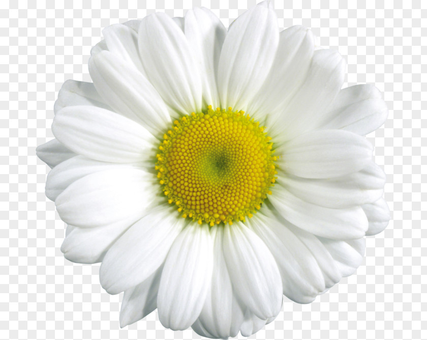 Camomile Image, Free Flower Picture Common Daisy Clip Art PNG