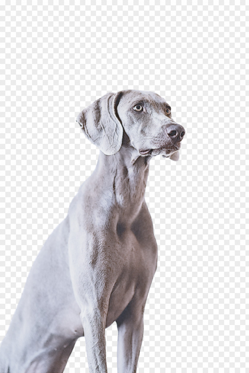 Dog Weimaraner Sporting Group Great Dane Pointing Breed PNG