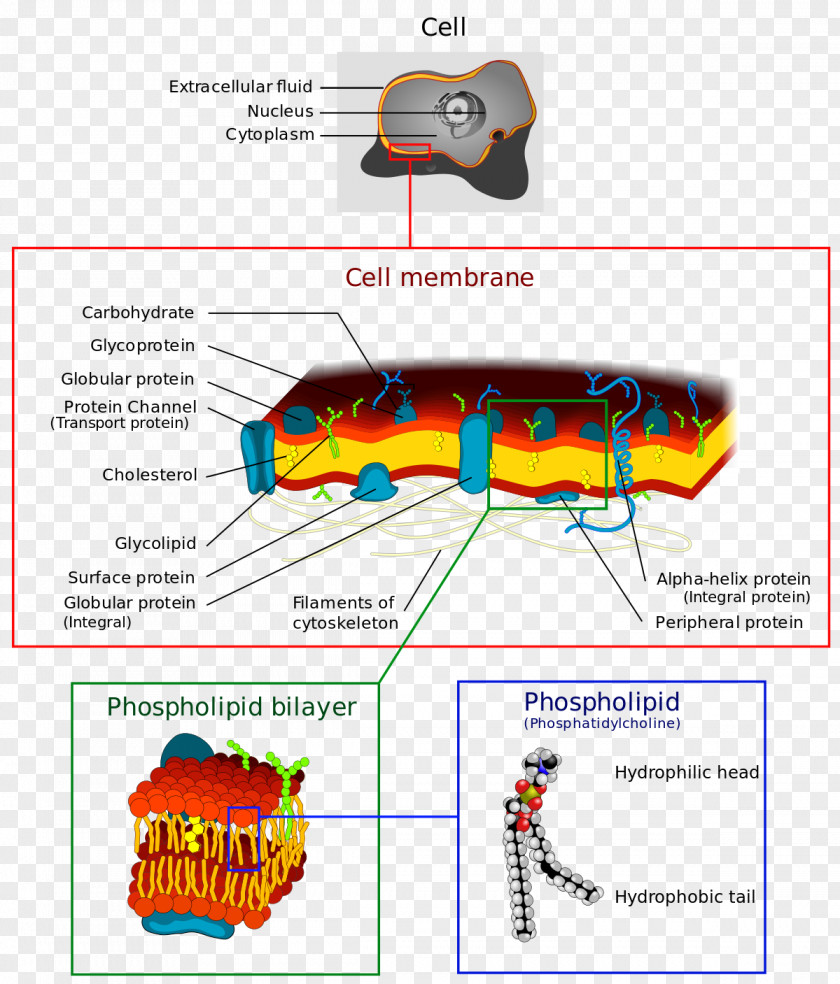 Outward Diffusion Cell Membrane Biological Wall Lipid Bilayer PNG