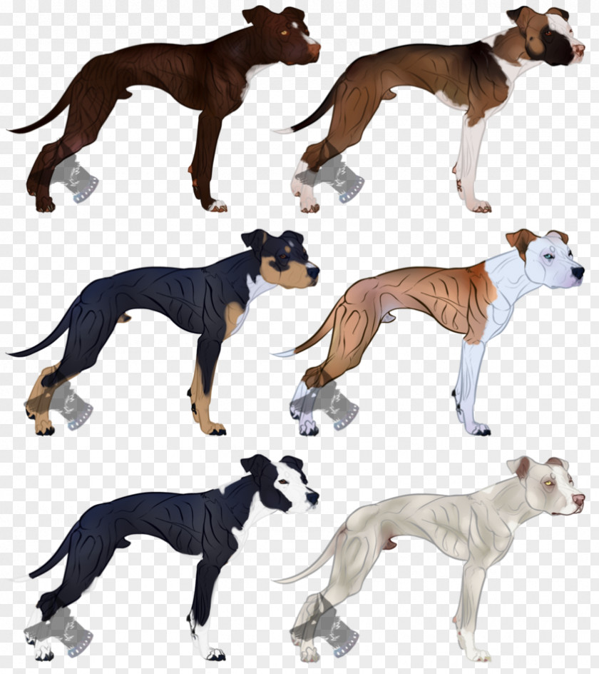 Pit Bull Dog Breed Whippet Lurcher American Terrier PNG