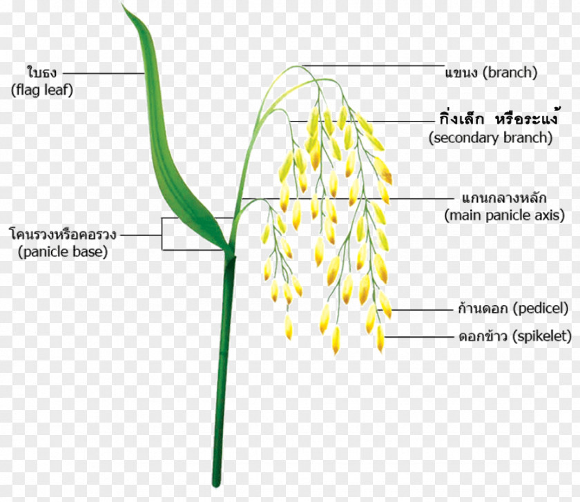 Rice Grains Hainanese Chicken Grasses Panicle Plant PNG