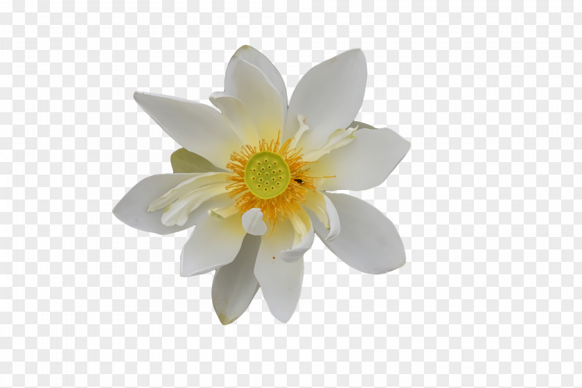 White Flower Royalty-free Color Yellow PNG