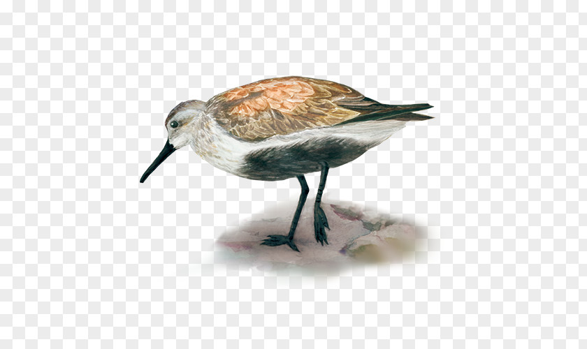 Calidrid Dunlin Ruddy Turnstone Arctic Sanderling Bird PNG