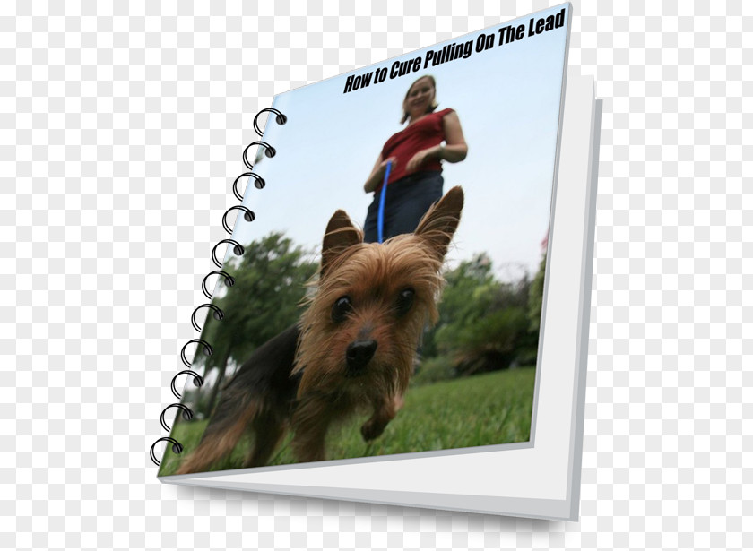 Dog Lead Australian Terrier Silky Norwich Yorkshire Cairn PNG