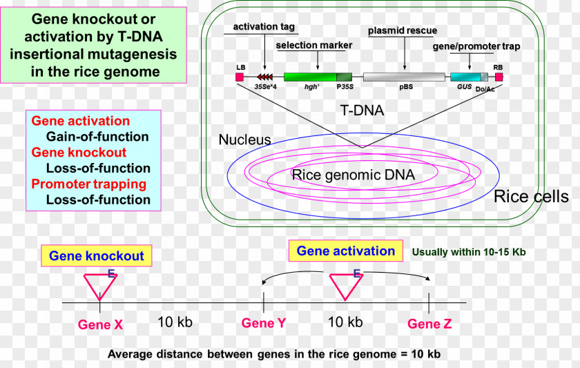 Farmer Rice Transfer DNA Insertional Mutagenesis Gene Knockout PNG