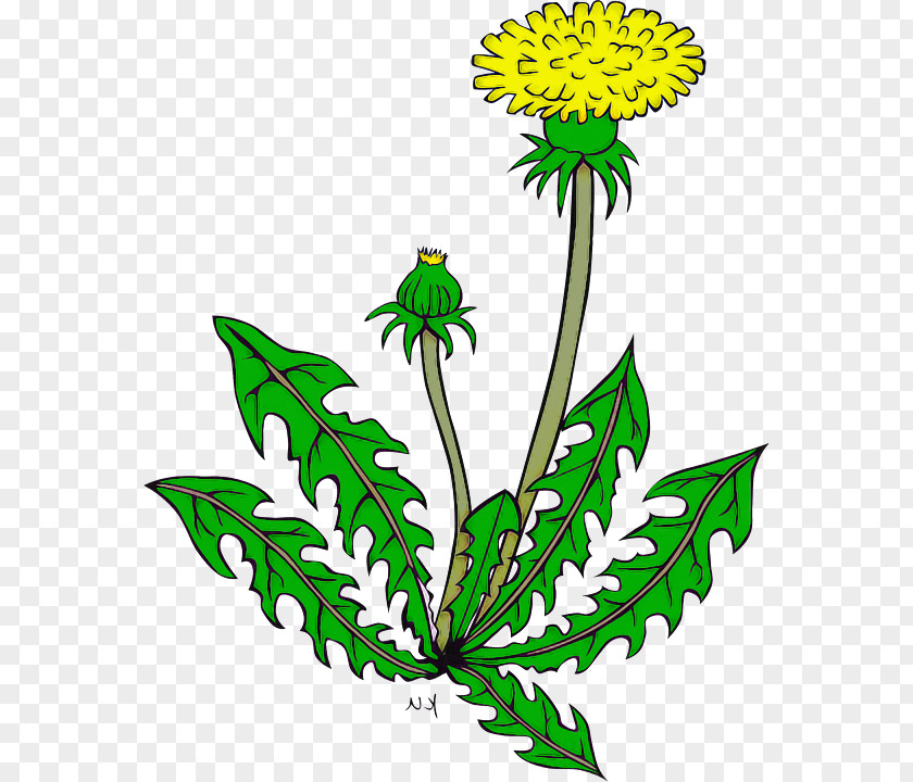 Flower Plant Leaf Herbaceous Tagetes PNG