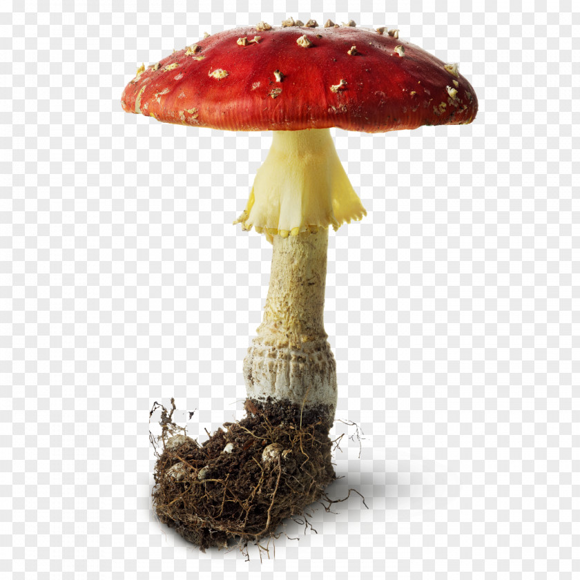 Mushrooms And Toadstools Mushroom Portable Document Format Fungus Clip Art PNG