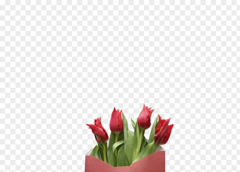 Tulip Indira Gandhi Memorial Garden Cut Flowers Flower Bouquet PNG