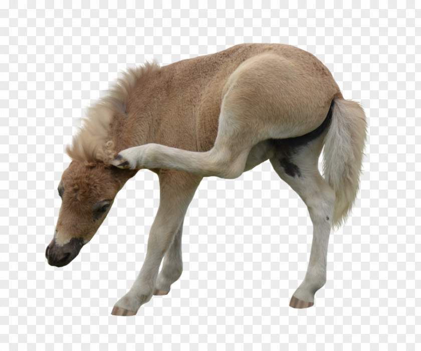White Horse American Miniature Pony Foal Mustang Stallion PNG