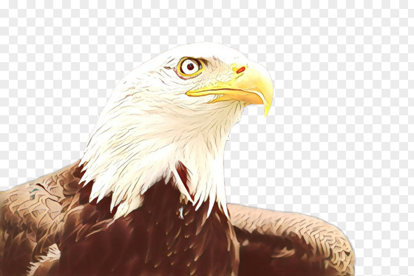 Bald Eagle Beak PNG