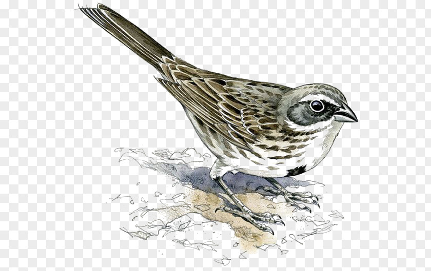 Bird Drawing Sparrow House Finches Eurasian Tree PNG