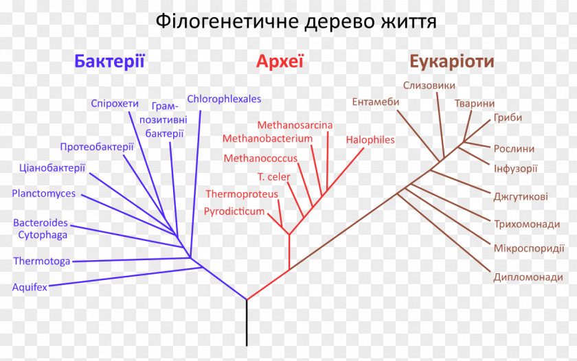 Evolution Tree Phylogenetic Phylogenetics Of Life PNG