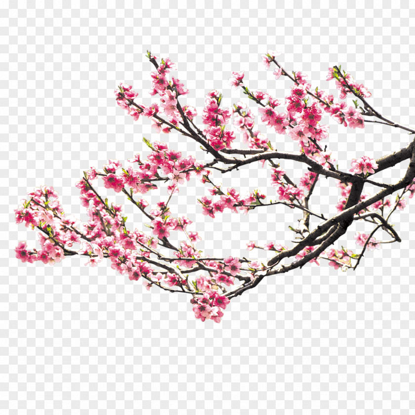 Peach Blossom Cherry Pink Download PNG